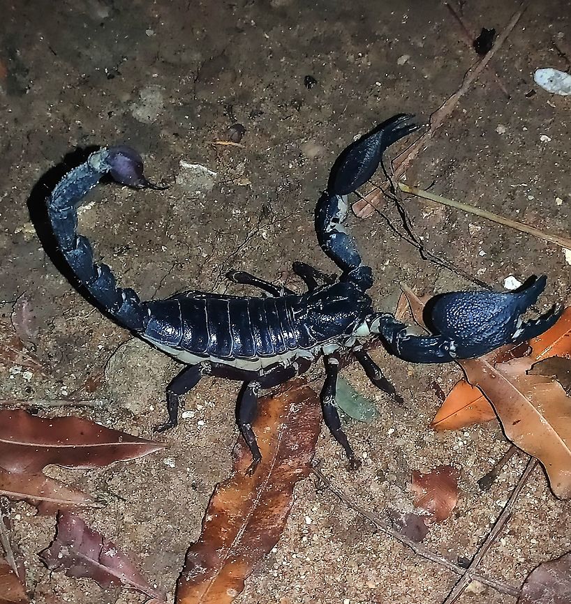 Yala Giant Scorpion found outside Yala This giant scorpion found on my coconut estate in the Kurunegala district. I wonder if it is the Yala Giant because it is definitely a giant. Maybe some small differences in the pincers though. Can anyone identify? Geotagged,Heterometrus yaleensis,Scorpion,Sri Lanka,Summer,Yala,Yala Giant Scorpion