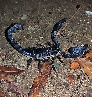 Yala Giant Scorpion found outside Yala This giant scorpion found on my coconut estate in the Kurunegala district. I wonder if it is the Yala Giant because it is definitely a giant. Maybe some small differences in the pincers though. Can anyone identify? Geotagged,Heterometrus yaleensis,Scorpion,Sri Lanka,Summer,Yala,Yala Giant Scorpion
