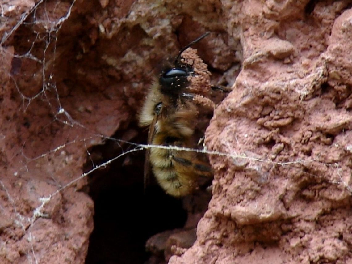 Leafcutter Bee (Megachile rotundata) Solitary Bees fall into four main groups, miners, carpenters, masons and leafcutters.<br />
<br />
This leafcutter bee photograph was taking on the organic farm I work on in Exeter, Devon. I have noted several varieties including the carpenter bee and the mining bee. I will be keeping a close eye on these bees and hope to bring you pictures of them carrying the leaves to the nest.<br />
 Bees,Geotagged,Megachile rotundata,United Kingdom,bees,mining bees,solitary bee