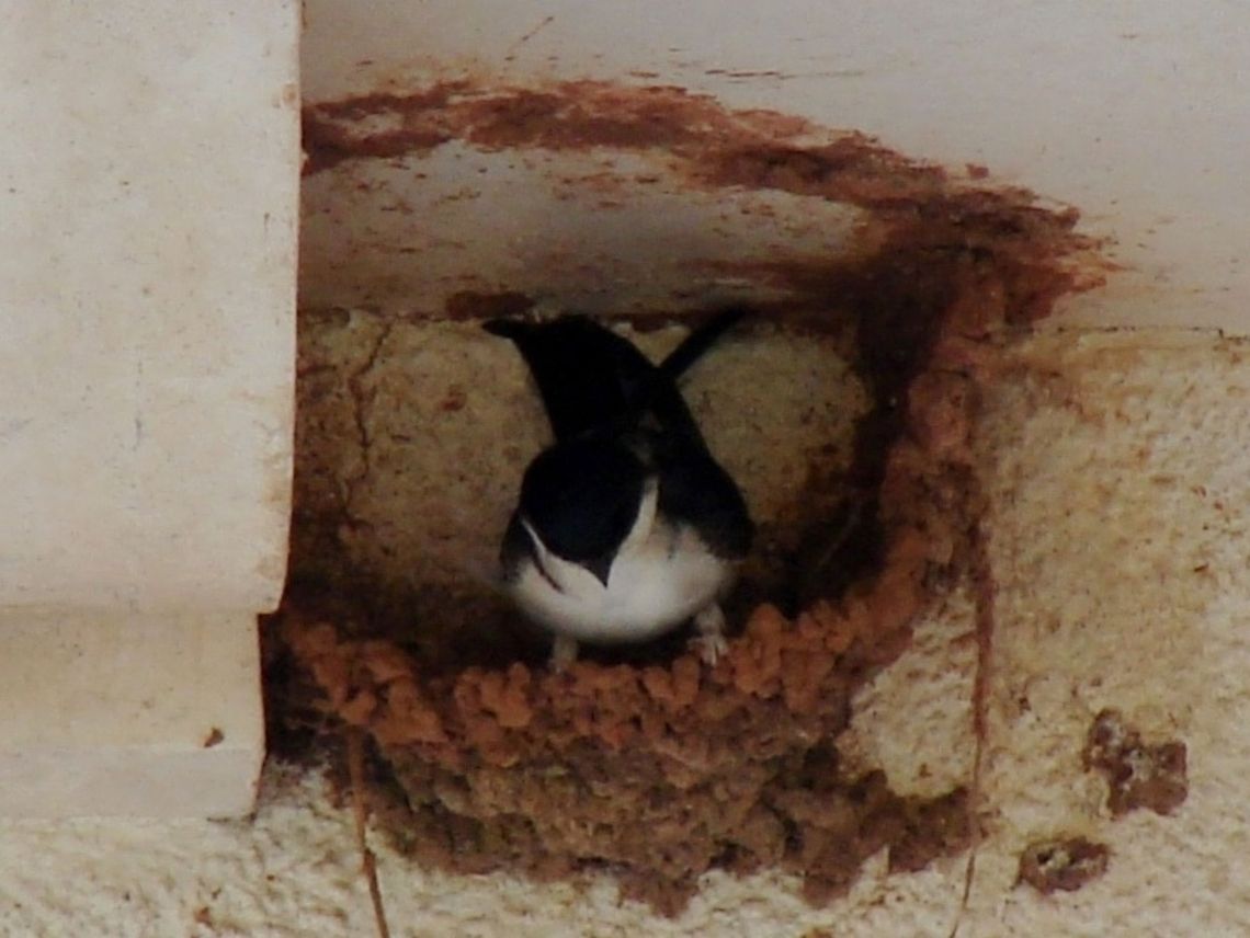 The Common House Martin (Delichon urbicum) The House Martin spends much of its time on the wing collecting insect prey. Due to moderate decline puts this bird in on the Amber list. They are summer migrants and spend winter in Africa. This photo shows nest building in progress, extremely fascinating to watch. I am sure when I next look at this nest it will be complete Birds,Common House Martin,Delichon urbicum,Geotagged,House Mar,Passerines,United Kingdom