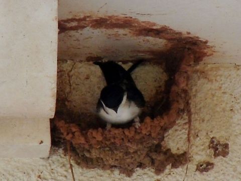 The Common House Martin (Delichon urbicum) The House Martin spends much of its time on the wing collecting insect prey. Due to moderate decline puts this bird in on the Amber list. They are summer migrants and spend winter in Africa. This photo shows nest building in progress, extremely fascinating to watch. I am sure when I next look at this nest it will be complete Birds,Common House Martin,Delichon urbicum,Geotagged,House Mar,Passerines,United Kingdom