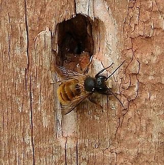 Solitary Bee There exist solitary bees that are native to most regions of the world. In this classification of bees, there is no queen bee, and therefore every female is fertile. There are no worker bees for these species, as essentially laying females act as both a worker and queen in and of her self. Solitary bees typically don’t produce honey or beeswax on a harvestable scale.

Solitary bees are especially important as pollinators as many feral social bees are in danger, due to dwindling numbers and parasites.
 Andrena fulva,Bees,Geotagged,Solitary Bee,United Kingdom