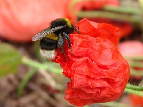 White-tailed Bumblebee (Bombus lucorum) ...and they called it poppy love Bee,Bees,Bombus lucorum,Geotagged,United Kingdom,honey,poppy
