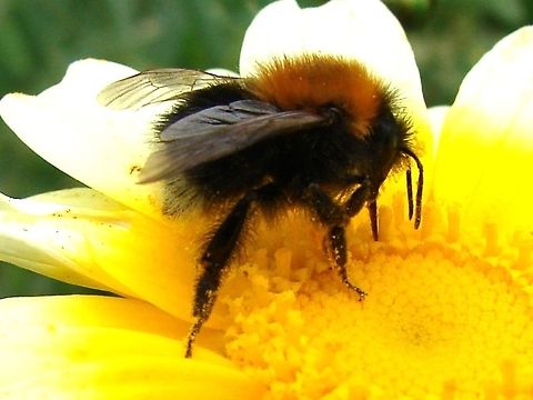 Tree Bumblebee (Bombus hypnorum) I was so fascinated when I saw this Bumblebee, at a distance I thought it was a Common Carder Bee, but something struck me as odd and that was the white tail, I did some research and was sure it was a recent species to the UK (2001), this has been verified by BeeWatch. Bombus hypnorum,Bumblebee,Geotagged,New Species,Shillingford Organics,Tree Bumblebee,United Kingdom,species