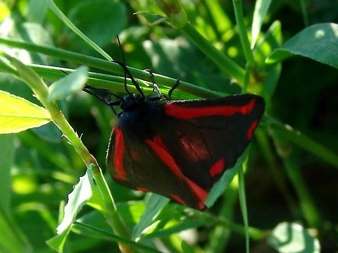 Cinnabar Moth (Tyria jacobaeae)  Cinnabar moth,Geotagged,Tyria jacobaeae,United Kingdom