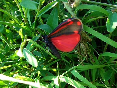 Cinnabar Moth (Tyria jacobaeae)  Cinnabar moth,Geotagged,Tyria jacobaeae,United Kingdom
