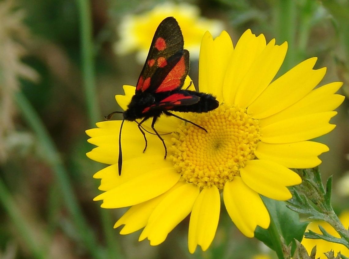 Five-spot Burnet (Zygaena trifolii) This shot was taken in Exeter, UK and I have been reliably informed that in Cornwall you can see Six-spot Burnets Five-spot Burnet,Geotagged,Moths,United Kingdom,Zygaena trifolii