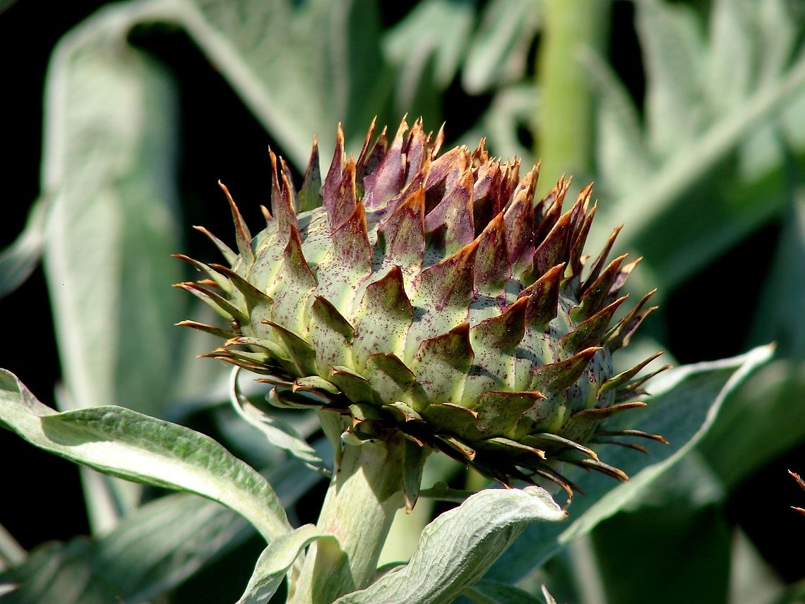 The Cardoon (Cynara cardunculus) Waiting to see if a  flower head appears, this is planted in the forest garden where I work.(on an organic farm) Artichoke,Cardoon,Cynara cardunculus,Geotagged,United Kingdom