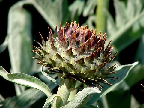 The Cardoon (Cynara cardunculus) Waiting to see if a  flower head appears, this is planted in the forest garden where I work.(on an organic farm) Artichoke,Cardoon,Cynara cardunculus,Geotagged,United Kingdom