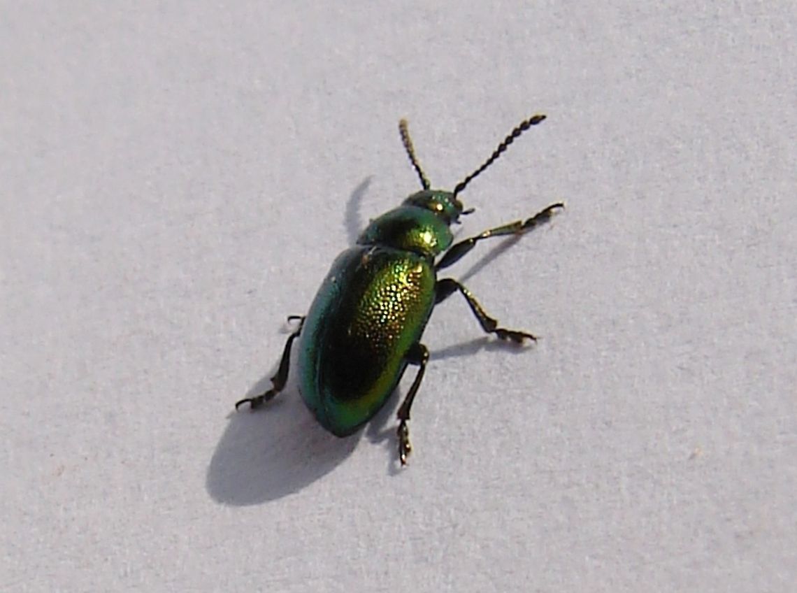 Green Dock Beetle (Gastrophysa viridula) I was sat at the picnic table on the Organic Farm where I work and this little chap seemed to fall out of the tree, I took some photos of it but could not be 100% sure that it is the Tansy Beetle, it would appear often The Mint Leaf Beetle is mistakenly identified as the Tansy Beetle. If you can ID this for me I would be most grateful.<br />
-- See comments with this image: It&#039;s Gastrophysa viridula --<br />
<figure class="photo"><a href="https://www.jungledragon.com/image/11458/green_dock_beetle_gastrophysa_viridula.html" title="Green Dock Beetle (Gastrophysa viridula)"><img src="https://s3.amazonaws.com/media.jungledragon.com/images/441/11458_thumb.JPG?AWSAccessKeyId=05GMT0V3GWVNE7GGM1R2&Expires=1759968010&Signature=%2FqooxMgl5Unq%2Fl%2FU5JqKlBlr7gk%3D" width="200" height="152" alt="Green Dock Beetle (Gastrophysa viridula) I have posted another photograph of this Beetle but wanted to show it at a different angle, I am almost convinced it is a Tansy Beetle even though reading around the subject it would appear they are peculiar to Yorkshire, UK. I would like to stretch my neck out a little further and say may be they are not as specific to one area in the UK as reports have suggested. <br />
-- See comments below: It&#039;s Gastrophysa viridula -- Gastrophysa viridula,Geotagged,Green Dock-Beetle (G. viridula),United Kingdom" /></a></figure> Gastrophysa viridula,Geotagged,Green Dock-Beetle (G. viridula),United Kingdom