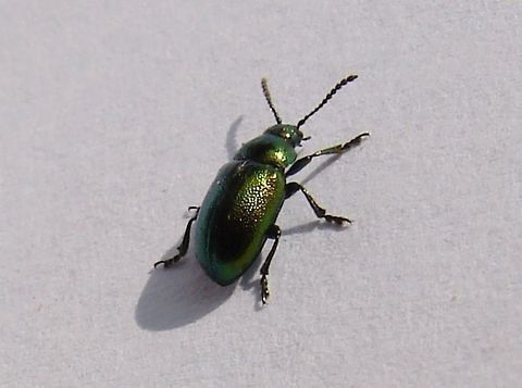 Green Dock Beetle (Gastrophysa viridula) I was sat at the picnic table on the Organic Farm where I work and this little chap seemed to fall out of the tree, I took some photos of it but could not be 100% sure that it is the Tansy Beetle, it would appear often The Mint Leaf Beetle is mistakenly identified as the Tansy Beetle. If you can ID this for me I would be most grateful.
-- See comments with this image: It's Gastrophysa viridula --
https://www.jungledragon.com/image/11458/tansy_beetle_chrysolina_graminis.html Gastrophysa viridula,Geotagged,Green Dock-Beetle (G. viridula),United Kingdom