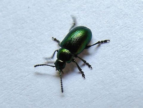 Green Dock Beetle (Gastrophysa viridula) I have posted another photograph of this Beetle but wanted to show it at a different angle, I am almost convinced it is a Tansy Beetle even though reading around the subject it would appear they are peculiar to Yorkshire, UK. I would like to stretch my neck out a little further and say may be they are not as specific to one area in the UK as reports have suggested. 
-- See comments below: It's Gastrophysa viridula -- Gastrophysa viridula,Geotagged,Green Dock-Beetle (G. viridula),United Kingdom