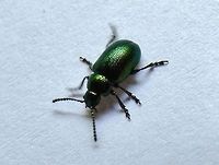Green Dock Beetle (Gastrophysa viridula) I have posted another photograph of this Beetle but wanted to show it at a different angle, I am almost convinced it is a Tansy Beetle even though reading around the subject it would appear they are peculiar to Yorkshire, UK. I would like to stretch my neck out a little further and say may be they are not as specific to one area in the UK as reports have suggested. <br />
-- See comments below: It's Gastrophysa viridula -- Gastrophysa viridula,Geotagged,Green Dock-Beetle (G. viridula),United Kingdom