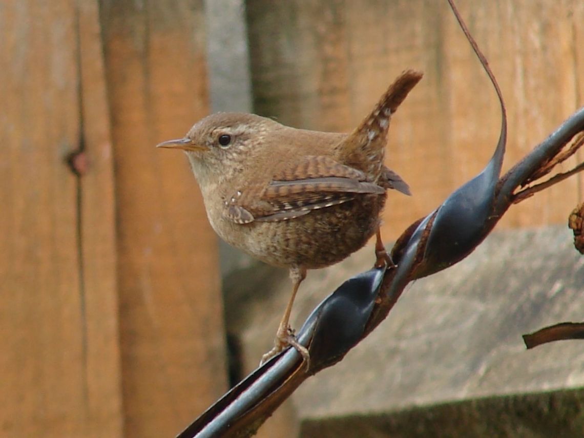Wren I was so lucky to capture this vocal little bird who is so often not seen, I am especially pleased with the quality of the photograph considering I took it through glass in my door. Boom love it. Eurasian Wren,Geotagged,Troglodytes troglodytes,United Kingdom