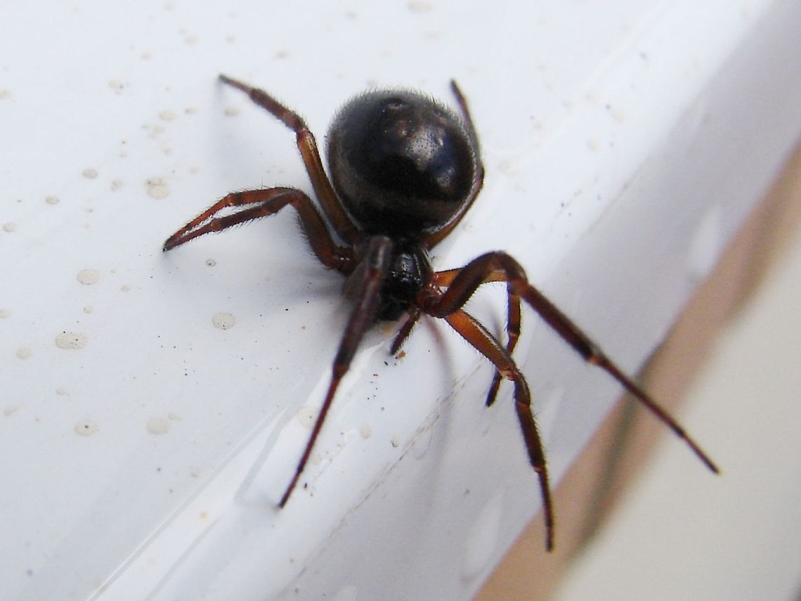 Steatoda Bipunctata (False Widow) Steatoda Bipunctata - distant relative of the Australian Red Back and the fearsome Black Widow. The distinctive dual dimples in a large abdomen confirm to me this is a female! But it's also a relative of many Steatoda or (false widow) spiders in the UK. It's a harmless spider, but, one capable of a nip which may sting a bit! She came in the house today but I put her back outside as you can see. Geotagged,Spiders,Steatoda bipunctata,United Kingdom
