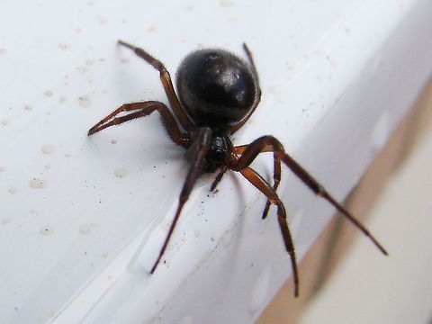 Steatoda Bipunctata (False Widow) Steatoda Bipunctata - distant relative of the Australian Red Back and the fearsome Black Widow. The distinctive dual dimples in a large abdomen confirm to me this is a female! But it's also a relative of many Steatoda or (false widow) spiders in the UK. It's a harmless spider, but, one capable of a nip which may sting a bit! She came in the house today but I put her back outside as you can see. Geotagged,Spiders,Steatoda bipunctata,United Kingdom
