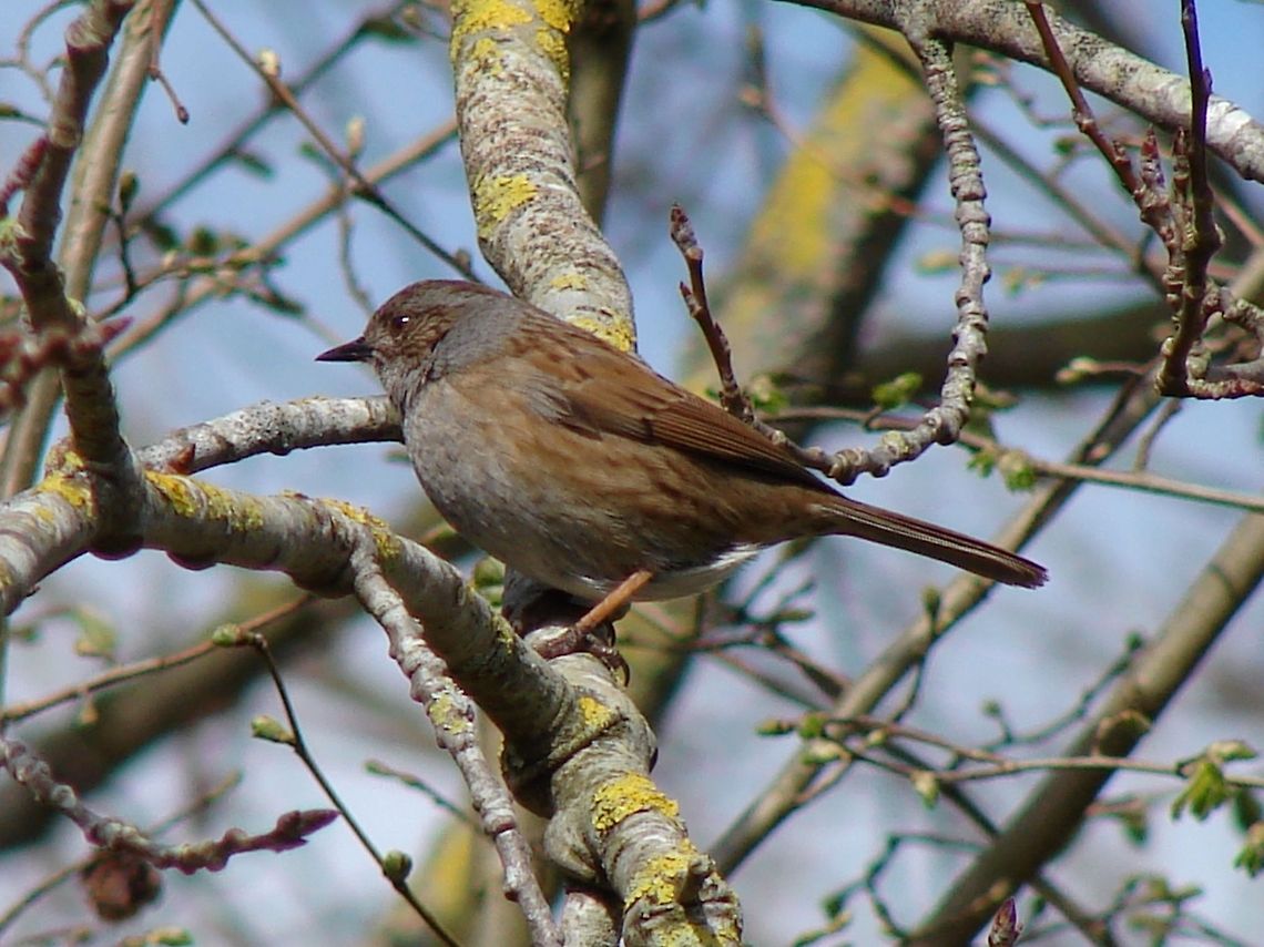 Dunnock The Dunnock is sometimes referred to the Hedge Sparrow, this is rather misleading as they belong to Accentor family. Although the pair-bond between the birds appears strong during the breeding season, females will often court another male and mate with him. This ensures that her chicks &ndash; whichever partner actually sires them &ndash; will receive an adequate supply of food from both males.  Accentor,Birds,Dunnock,Geotagged,Hedge Sparrow,Prunella modularis,United Kingdom