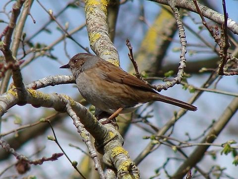 Dunnock The Dunnock is sometimes referred to the Hedge Sparrow, this is rather misleading as they belong to Accentor family. Although the pair-bond between the birds appears strong during the breeding season, females will often court another male and mate with him. This ensures that her chicks &ndash; whichever partner actually sires them &ndash; will receive an adequate supply of food from both males.  Accentor,Birds,Dunnock,Geotagged,Hedge Sparrow,Prunella modularis,United Kingdom