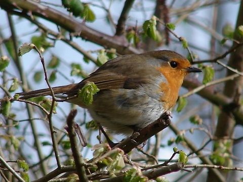 Robin Spring is so exciting my little friend at work who I feed tit bits, he is getting rather tame, but I don't want to encourage him too much as I would be heart-broken if anything happened to it. Erithacus rubecula,European Robin,Geotagged,United Kingdom