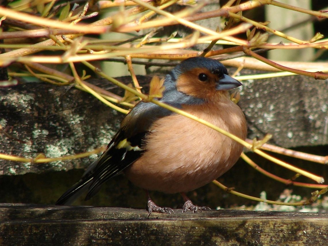 Chaffinch Beautiful bird, so colourful, this little darling had been for a real good bathe in the pond then just sat in the sun, presumably to dry off. I love Spring time.  Birds,Chaffinch,Fringilla coelebs,Geotagged,United Kingdom