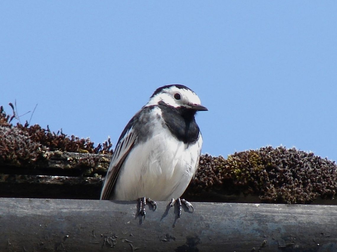 Wagtail (either Pied or White) I am unsure as to whether this is a Pied Wagtail or a White Wagtail, it was as though it was resting, most unlike the Pied Wagtail that is usually very busily going to and fro along the pavements and roads nearby, if anyone could confirm it would be great Birds,Geotagged,Motacilla alba,United Kingdom,White Wagtail