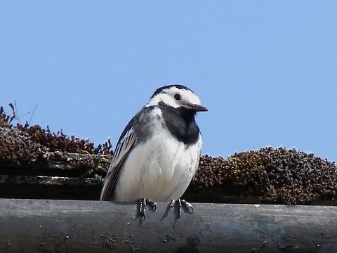 Wagtail (either Pied or White) I am unsure as to whether this is a Pied Wagtail or a White Wagtail, it was as though it was resting, most unlike the Pied Wagtail that is usually very busily going to and fro along the pavements and roads nearby, if anyone could confirm it would be great Birds,Geotagged,Motacilla alba,United Kingdom,White Wagtail