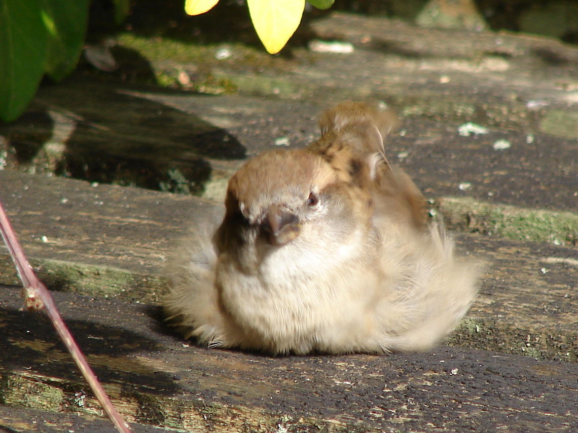 House Sparrow I think this little baby may be a female, it had a lovely dip in the pond and then sat near me fluffed itself up and just lay in the sun, so very sweet to watch. Geotagged,House Sparrow,Passer domesticus,United Kingdom
