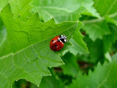 The Ladybird (7-spot) We love seeing the ladybird (aka Ladybug) on the organic farm as it is a natural predator of the aphid pest. This ladybird is pictured on a green mustard leaf. Did you know there are four stages in the lifecycle of a ladybird.
1> Egg – Embryonic Stage:
2> Larva – Larval Stage:
3> Pupa – Pupal Stage:
4> Adult – Imaginal Stage:
It is fascinating to witness the Pupa to Adult Stage when special cells called histoblasts  control a biochemical process through which the larval body is broken down and reformed into the adult ladybird. Coccinella septempunctata,Geotagged,Ladybird (7-spot),United Kingdom