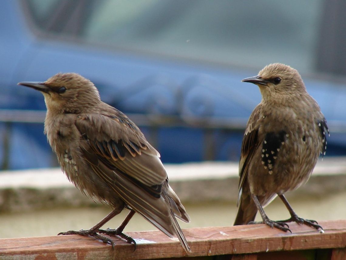 Starlings (Juvenile) Some people do not realise how cute the juvenile starlings are, they are of course beautiful adults as well. When I was growing up in the 70s there were many starlings everywhere but over the years they seemed to be fewer in numbers. Of late I have noticed more, hopefully the Starling is making a recovery.  Birds,Common Starling,Geotagged,Sturnus vulgaris,United Kingdom