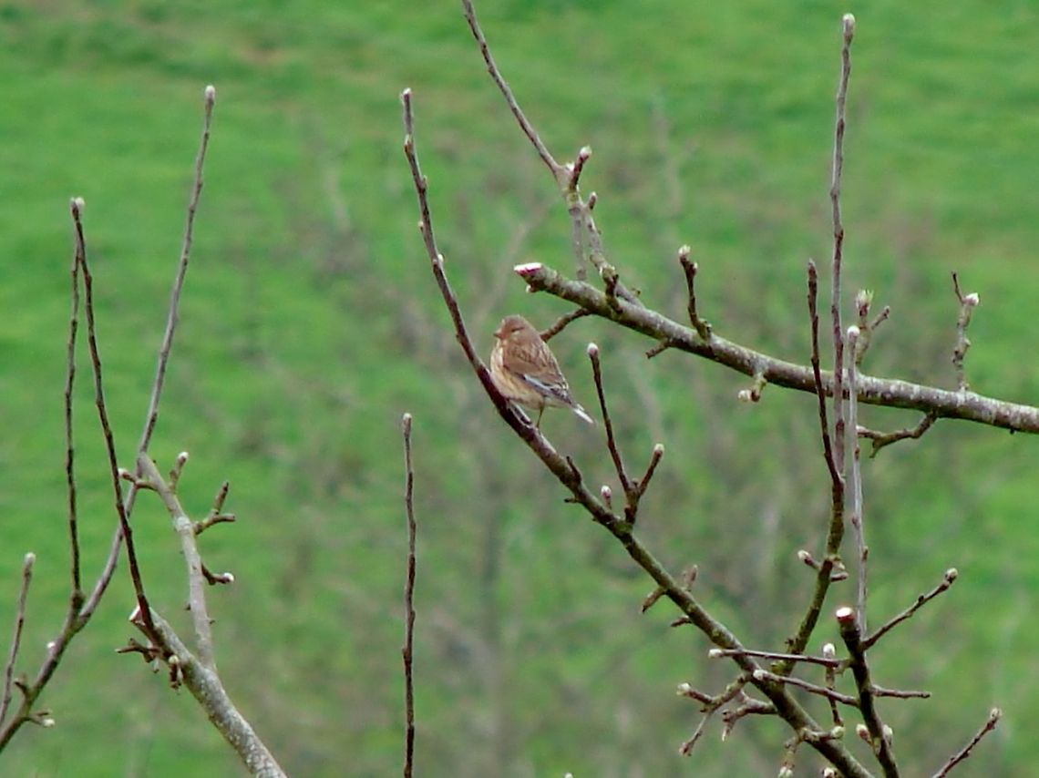 Common Linnet (Female) Sorry this is not a very good photograph at all, one day if I am lucky enough to get closer I will replace it. I have never seen a Linnet before even though they have been regular visitors to the Organic farm I work at. There were several of these birds gathered together in the tree, they would drop out of the tree and go to ground searching for food, it was amazing to watch but it was not until today I knew what I had been watching.  Birds,Carduelis cannabina,Common Linnet,Geotagged,United Kingdom