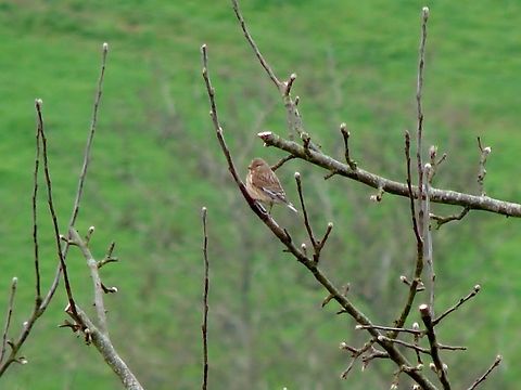 Common Linnet (Female) Sorry this is not a very good photograph at all, one day if I am lucky enough to get closer I will replace it. I have never seen a Linnet before even though they have been regular visitors to the Organic farm I work at. There were several of these birds gathered together in the tree, they would drop out of the tree and go to ground searching for food, it was amazing to watch but it was not until today I knew what I had been watching.  Birds,Carduelis cannabina,Common Linnet,Geotagged,United Kingdom