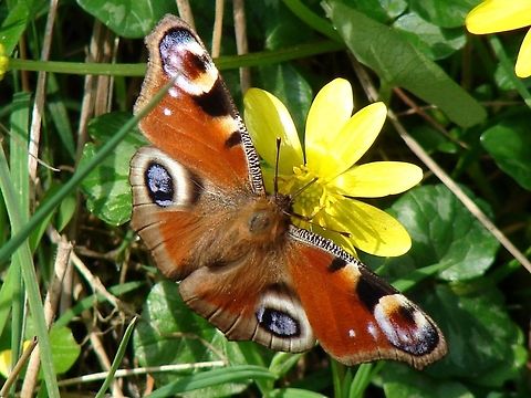 Peacock Butterfly I took this when I was on a walk on Mother's Day (UK), I have noticed the more I watch some butterflies they spend some time on a flower then as they fly off they seem to find somewhere to land on the ground. I saw this happening last year and again on this walk. In fact the further down the lane I went the more butterflies I saw taking off from the ground. Is there a reason for this.  Devon Countryside,European Peacock,Geotagged,Inachis io,United Kingdom,butterflies,butterfly,peacock buterfly