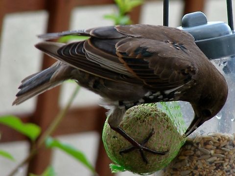 Common Starling I posted a photograph of juvenile Starlings and at the same time that photograph was taken the adults were just going crazy for the suet ball, my Mother was replacing them so often, they are back building nests at the moment in the same place so I am sure I will get the opportunity again to photograph them this year in the water bath, which they love.  Birds,Common Starling,Geotagged,Sturnus vulgaris,United Kingdom