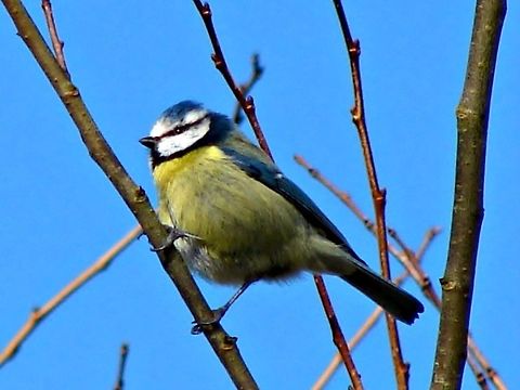 Blue Tit I love the sound of the Blue Tit but it does often sound like a sad sound to me. Just beautifully coloured birds. Birds,Blue Tit,Cyanistes caeruleus,Geotagged,United Kingdom