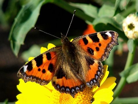 The Small Tortoiseshell Another remarkable butterfly with some beautiful markings. Can you see the little bug on the flower too? The common nettle is used for caterpillar food. On the organic farm where I work we grow these for a variety of reasons, including green manure. The Large Tortoiseshell unlike the Small is elusive and an extreme rarity in the UK.  Aglais urticae,Geotagged,Small Tortoiseshell,United Kingdom,butterflies