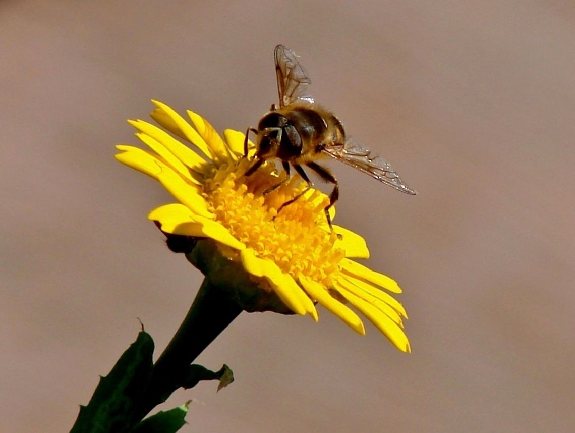 Hovefly The hoverfly is another great pollinator, there are so many varieties so it is never disappointing when photographing them.  Geotagged,Hoverfly,United Kingdom,pollinators