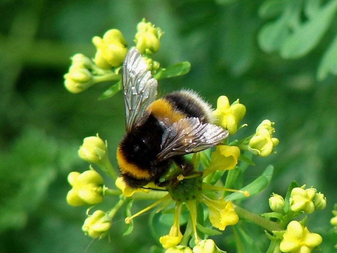 White-tailed Bumblebee  Bombus lucorum,Geotagged,United Kingdom,White-tailed bumblebee