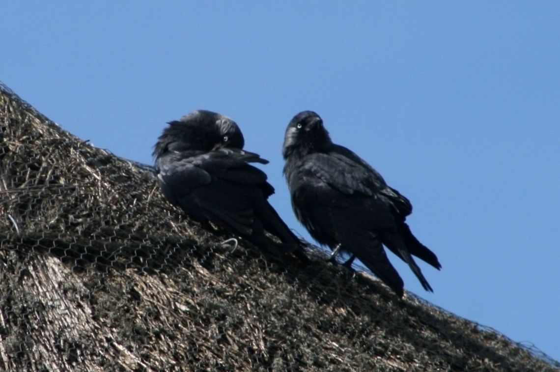 Jackdaw After so much rain I think the birds were really enjoying a preening session, did know Jackdaws will take anything shiny or colourful but they don&#039;t particularly want it and certainly don&#039;t need it, fascinating birds. Coloeus monedula,Geotagged,United Kingdom,Western Jackdaw