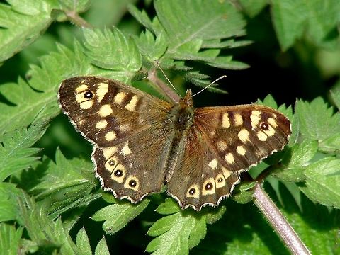 Speckled Wood Butterfly I have seen a few of these in this past week, such a beautiful butterfly, love the white fringe around the wings.  Geotagged,Pararge aegeria,Speckled Wood,United Kingdom