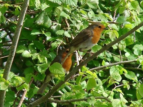 Robin (Double Trouble) I am not sure if this is two males or if it is a male and a female but it is a sight for sore eyes to see two together, I thought they were both male but I guess time will tell, today I saw a little sign they may be building a nest nearby so all could soon be revealed.  Erithacus rubecula,European Robin,Geotagged,United Kingdom
