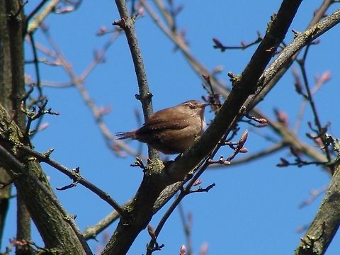 Wren Well this little Wren had been so vocal for so long I think it just tired itself out and lo and behold I was there ready with my camera to snap it having a little doze, a sight for sore eyes I do believe! Birds,Eurasian Wren,Geotagged,Troglodytes troglodytes,United Kingdom,Wren