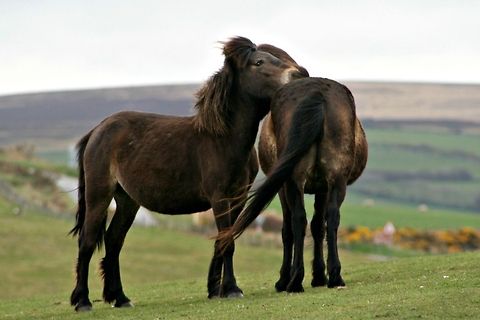 Exmoor Ponies The Exmoor pony is a horse breed native to the British Isles, where some still roam as semi-feral livestock on Exmoor, a large area of moorland in Devon. Devon Countryside,Domestic horse,Equus ferus caballus,Exmoor Ponies,Geotagged,Horses,Moorland,United Kingdom