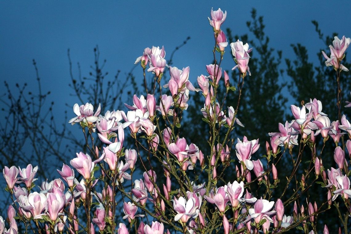 Magnolia Tree Beautiful flowers on the Magnolia Tree but they do not last long, a real shame as they really are pretty. Devon,Flowers,Geotagged,Magnolia Tree,Magnolia grandiflora,Southern Magnolia,Trees,United Kingdom