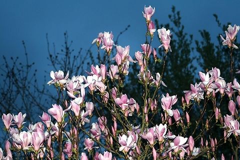 Magnolia Tree Beautiful flowers on the Magnolia Tree but they do not last long, a real shame as they really are pretty. Devon,Flowers,Geotagged,Magnolia Tree,Magnolia grandiflora,Southern Magnolia,Trees,United Kingdom