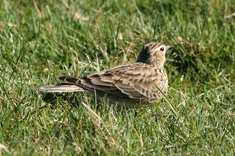 Skylark Imagine my joy when I jumped out the car to try and capture a Skylark up in the sky, realising there were two, suddenly one came diving down and landed a few feet in front of me, I am not sure whether the two had collided or whether it was part of a mating game - either way it made my day.  Alauda arvensis,Birds,Devon,Exmoor,Geotagged,Moorland,Skylark,United Kingdom