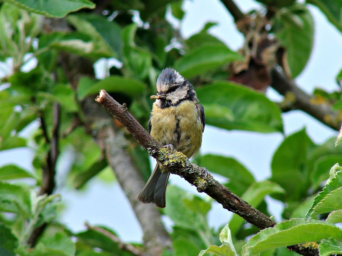 Blue Tit Beautiful little bird with what I think is a sorrowful song.  Birds,Blue Tit,Cyanistes caeruleus,Devon,Devon Countryside,Exeter,Geotagged,United Kingdom