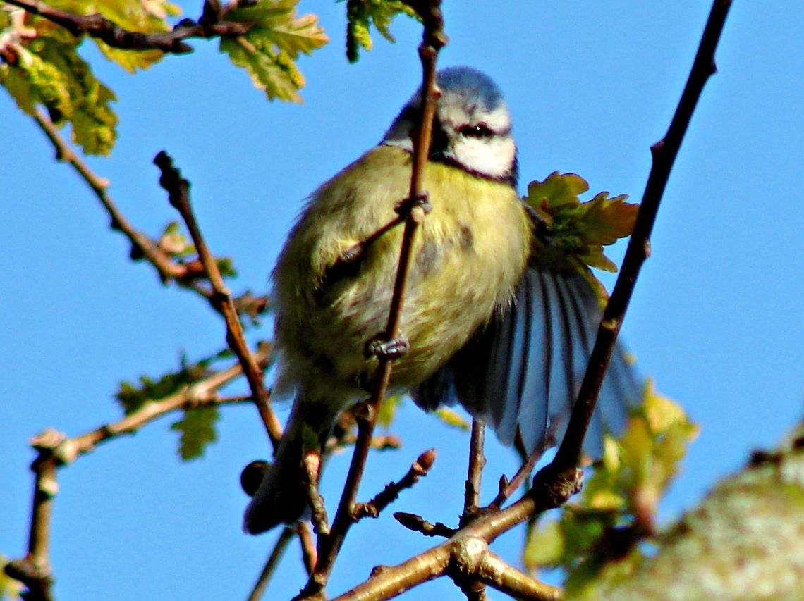 Blue Tit I know this is not a very good photograph quality-wise but it was just too cute when it spread a wing out as if to say do you like my jacket. Blue Tit,Cyanistes caeruleus,Geotagged,United Kingdom
