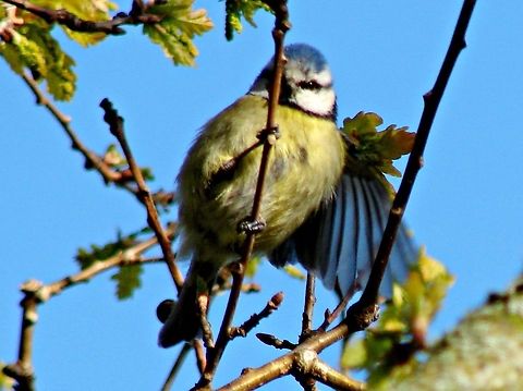 Blue Tit I know this is not a very good photograph quality-wise but it was just too cute when it spread a wing out as if to say do you like my jacket. Blue Tit,Cyanistes caeruleus,Geotagged,United Kingdom