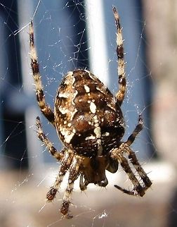 Cross Orbweaver (Araneus Diadematus) This glorious creature had suspended its web between the wall and a garbage bin. Araneus diadematus,Cross Orb-Weaver Spider,European garden spider,Geotagged,United Kingdom,arachnid,cross orbweaver,cross spider,diadem spider,spider,spider web
