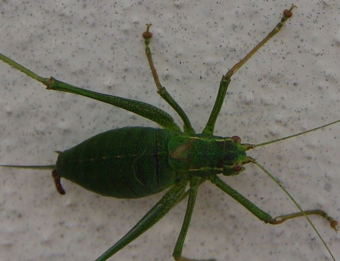 Speckled bush-cricket (Leptophyes punctatissima) It was on my wall next to my front door! As the ovipositor is short and sharply curved upwards indicates it is female. Geotagged,Insects,Leptophyes punctatissima,Speckled bush-cricket,United Kingdom,bush-cricket